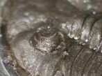 Dalmanites - Classic NY Trilobite #11455-3